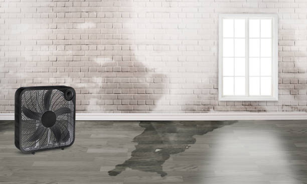 Best 24-hour water damage restoration  in Untain Grove, MO